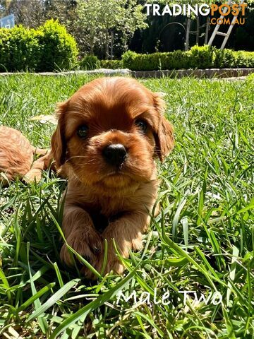 Pure Breed Cavalier King Charles Spaniel Puppies