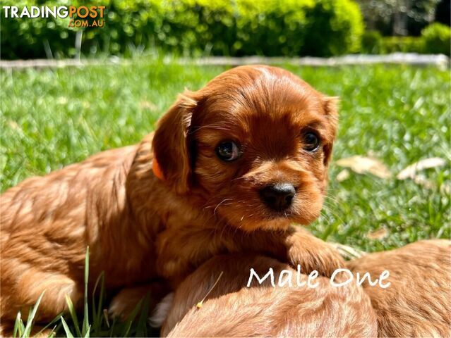 Pure Breed Cavalier King Charles Spaniel Puppies