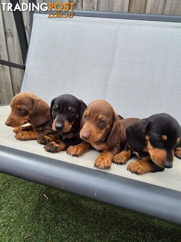 Miniature Dachshund