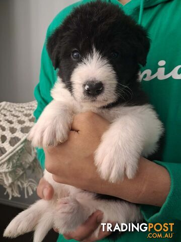 Rare & Adorable Akipoo Puppies