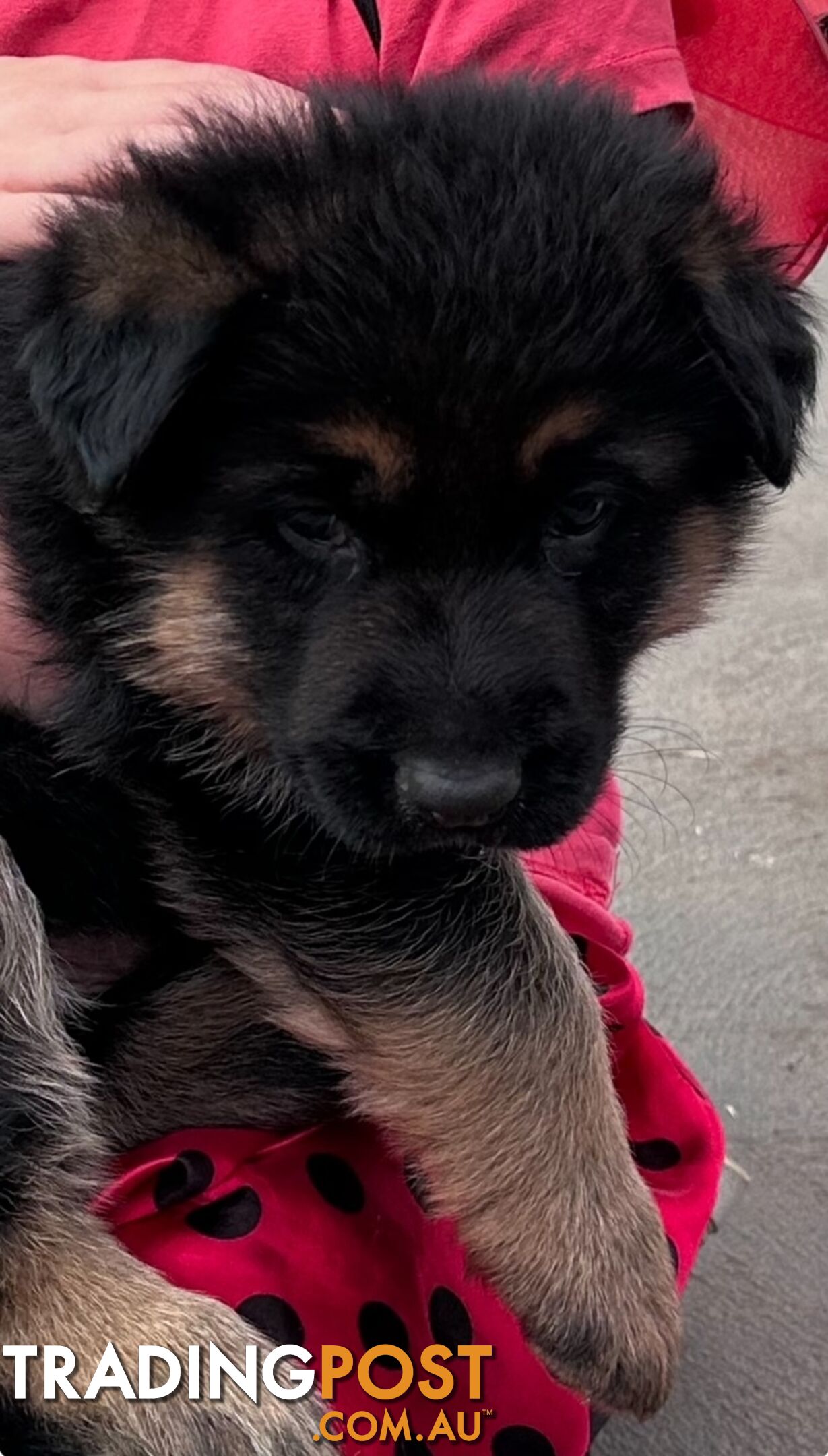 German shepherd puppies