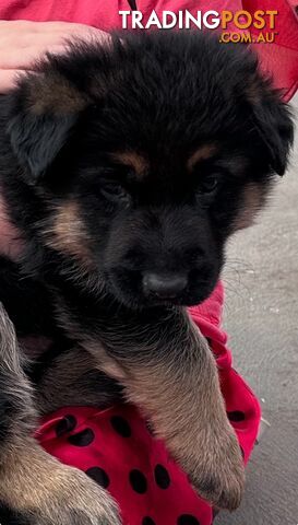 German shepherd puppies