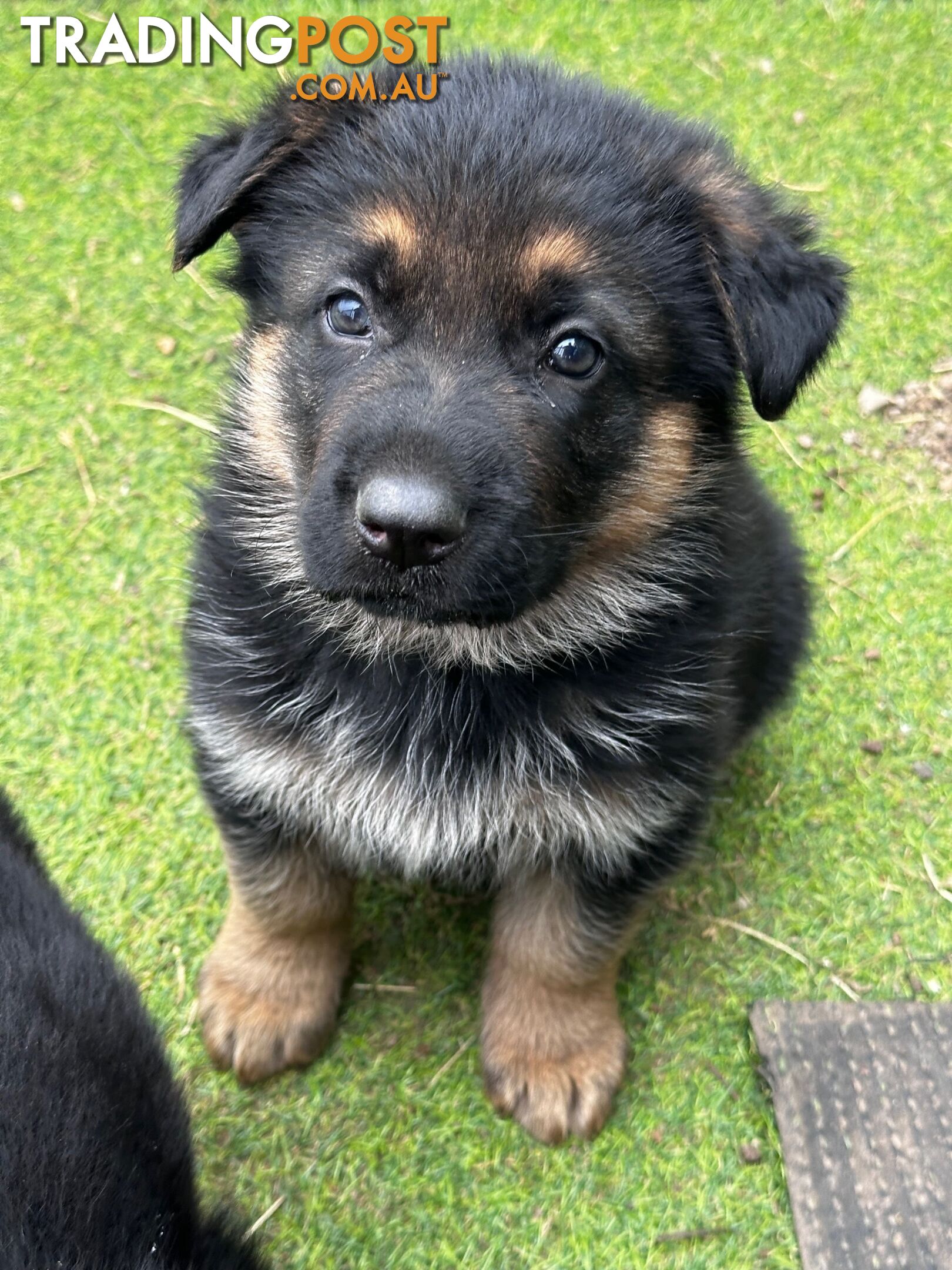 German shepherd puppies