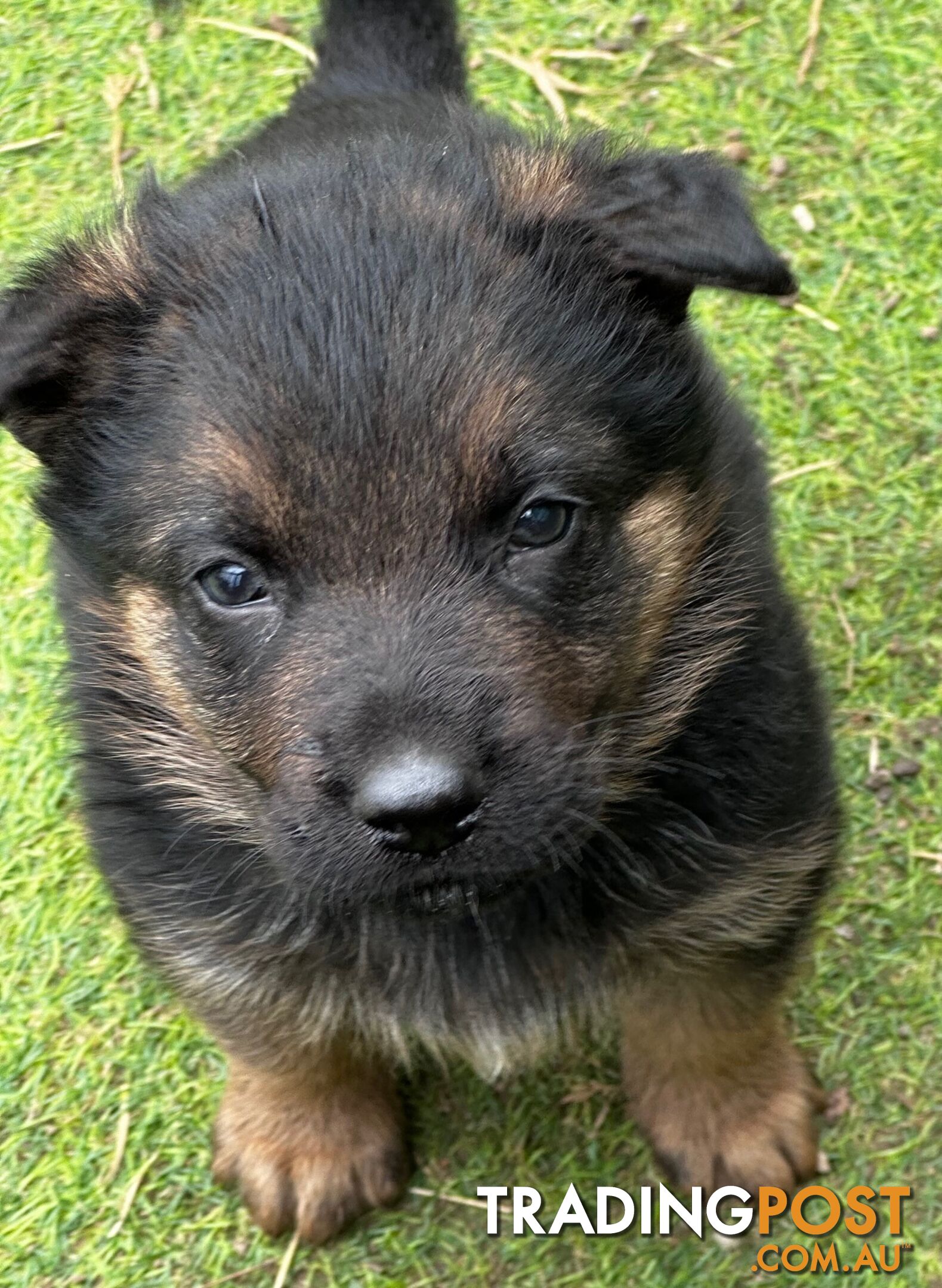 German shepherd puppies