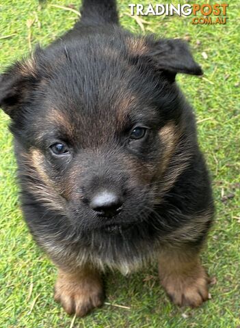 German shepherd puppies