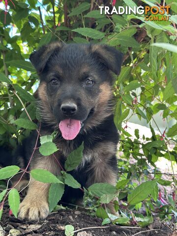 German shepherd puppies