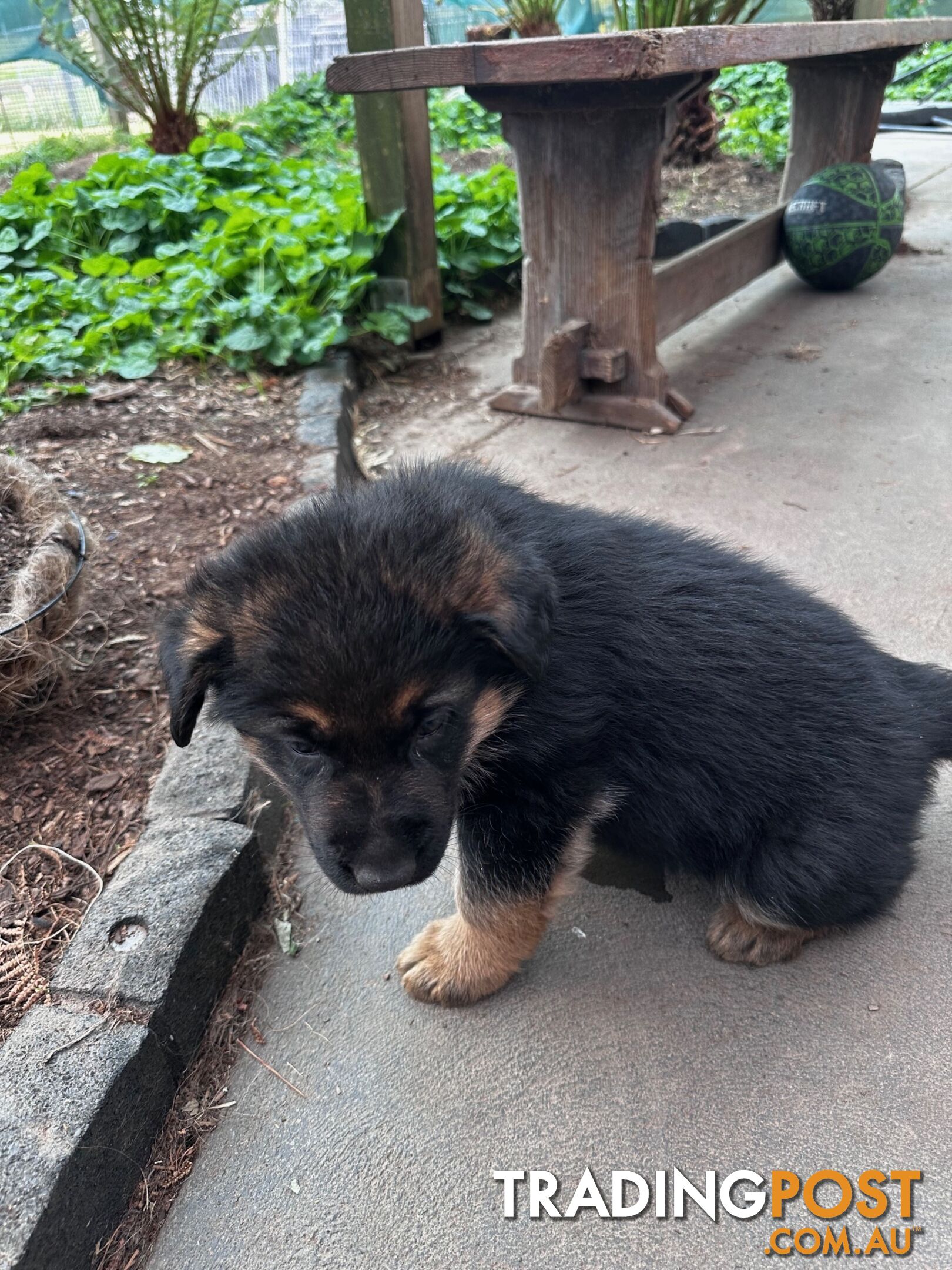 German shepherd puppies