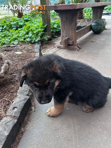 German shepherd puppies