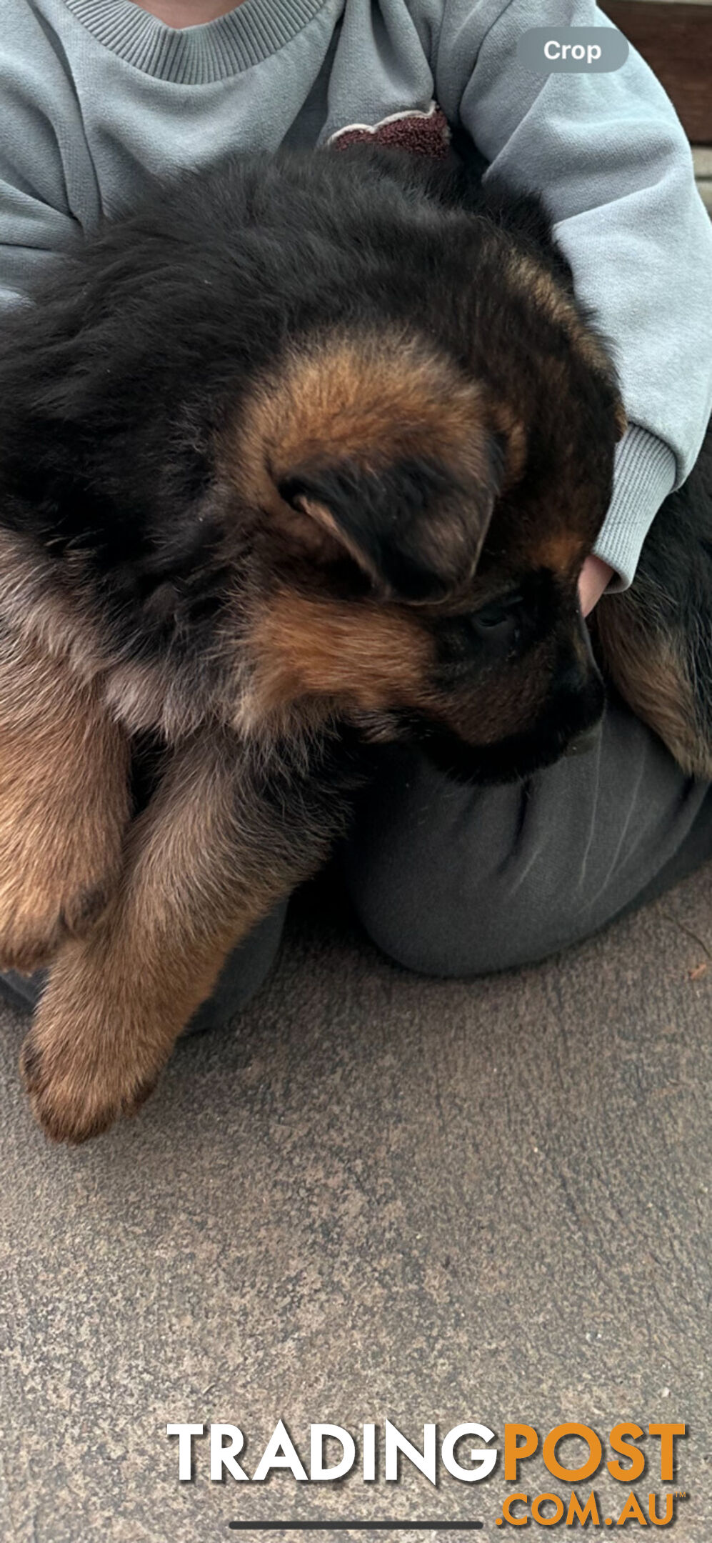 German shepherd puppies