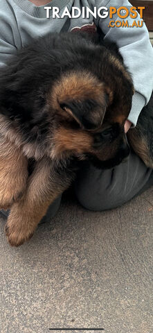 German shepherd puppies