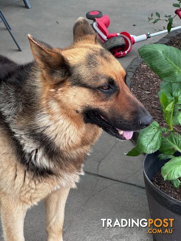 German shepherd puppies