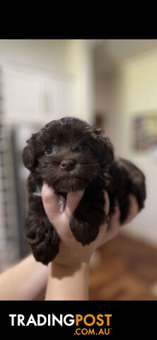 Toy Shmoodle Pup (Toy Poodle x Maltese Shih Tzu)