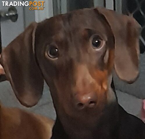 Dachshund 20mths, choc/Tan Male.