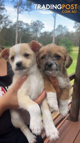 Maltese cross deals fox terrier