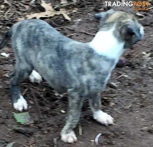 Whippets pups