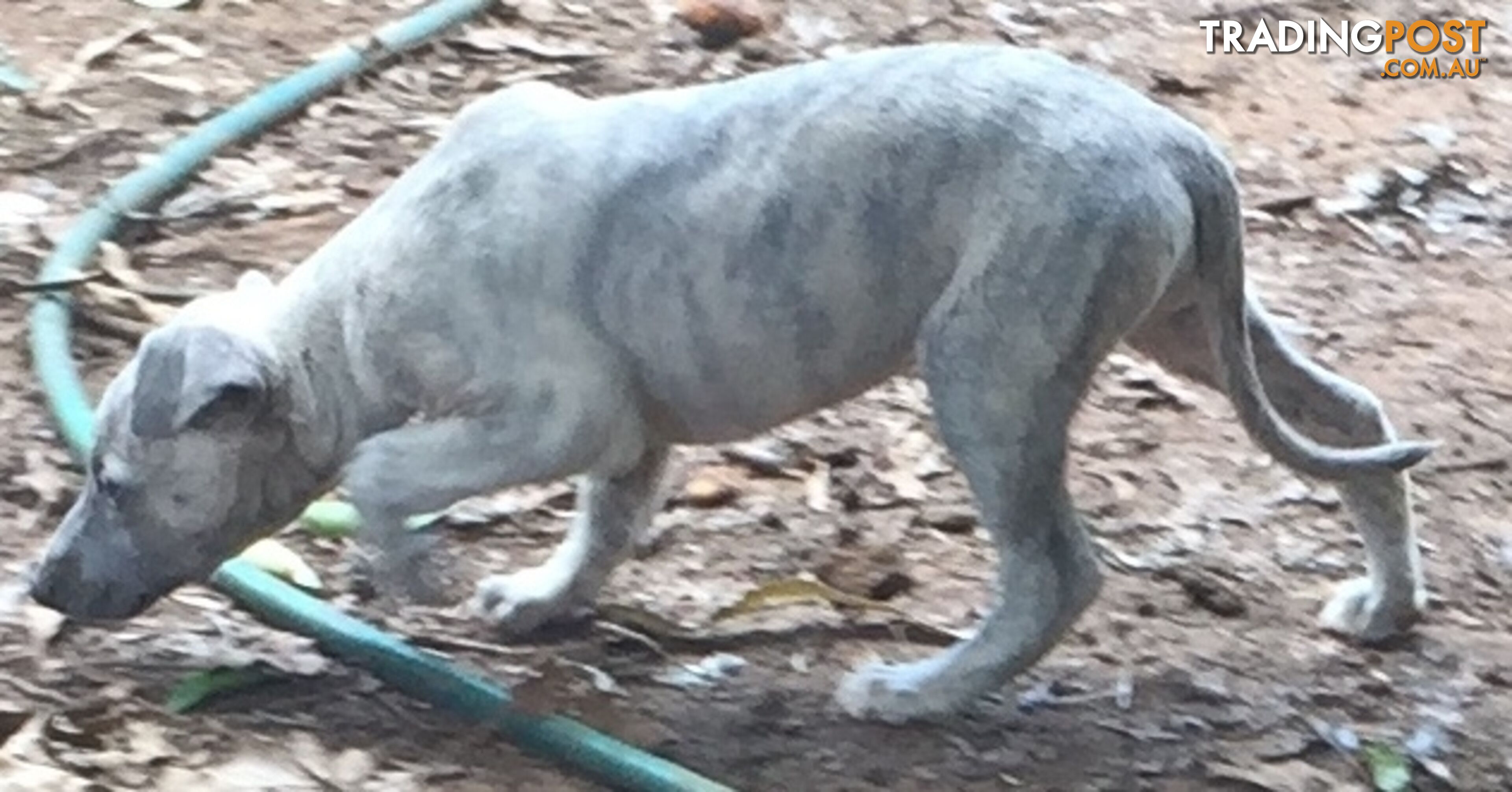 Whippets pup