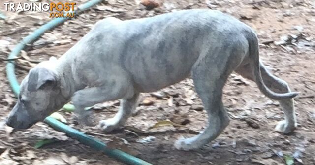 Whippets pup