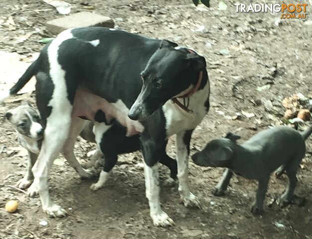 Whippets pup