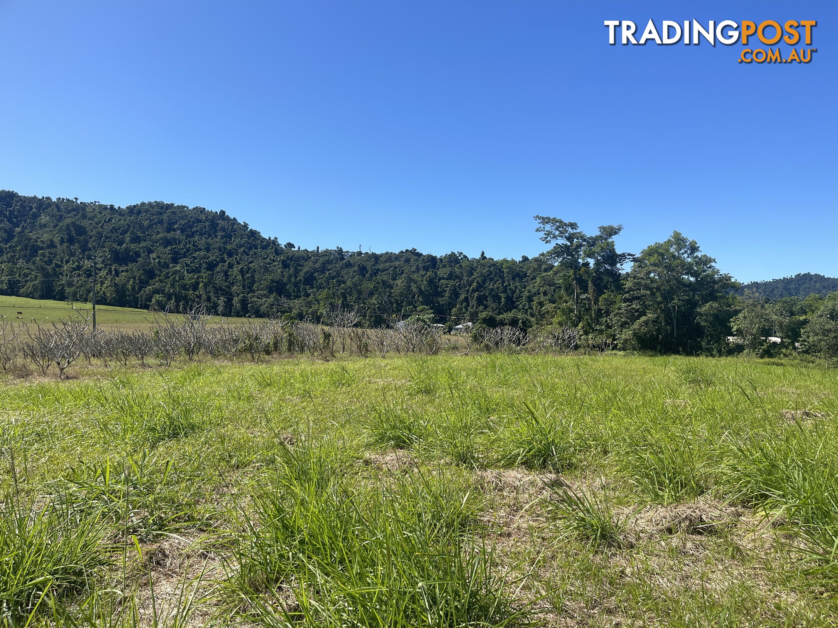 LOT 207 Old Tully Rd Djarawong QLD 4854