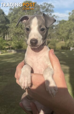 Italian Greyhound Puppies