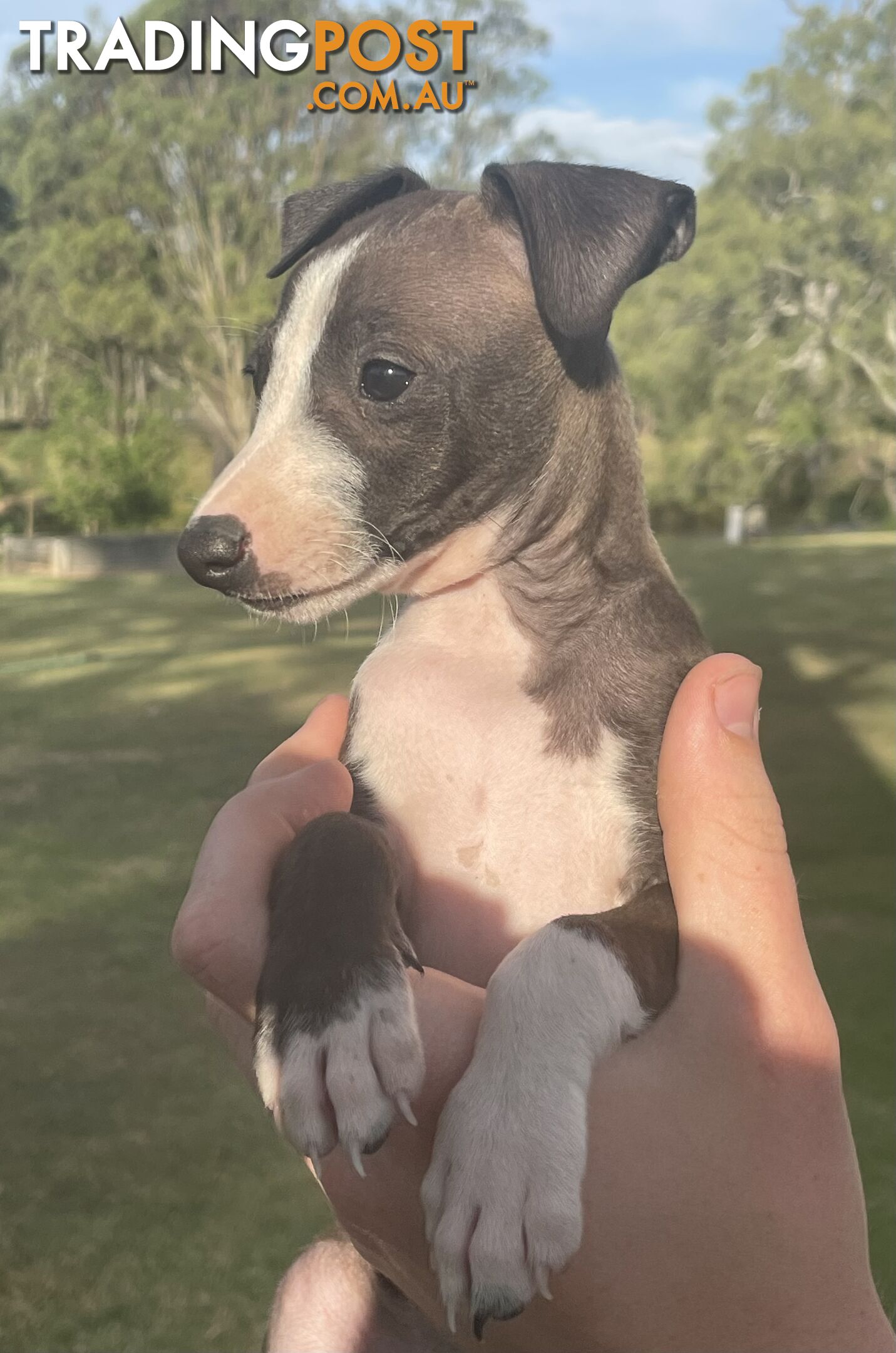 Italian Greyhound Puppies