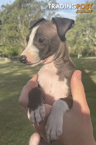 Italian Greyhound Puppies