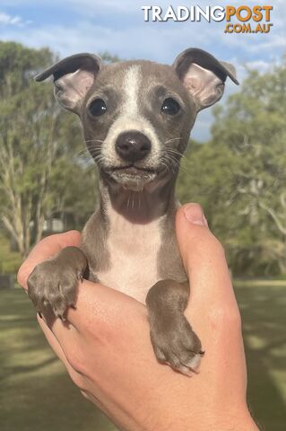 Italian Greyhound Puppies