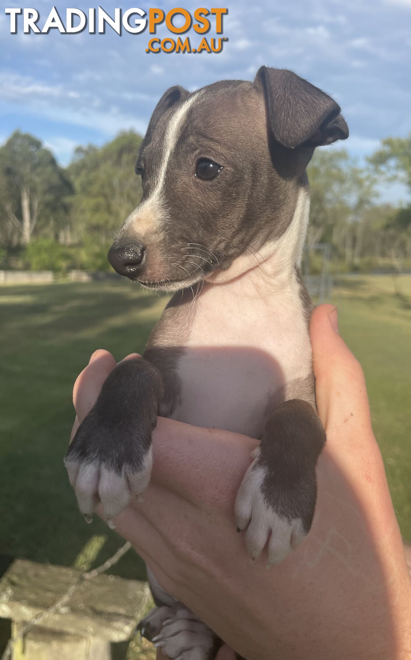 Italian Greyhound Puppies