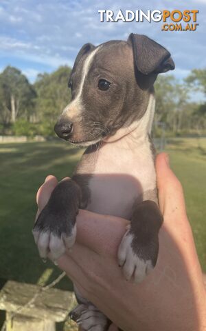 Italian Greyhound Puppies