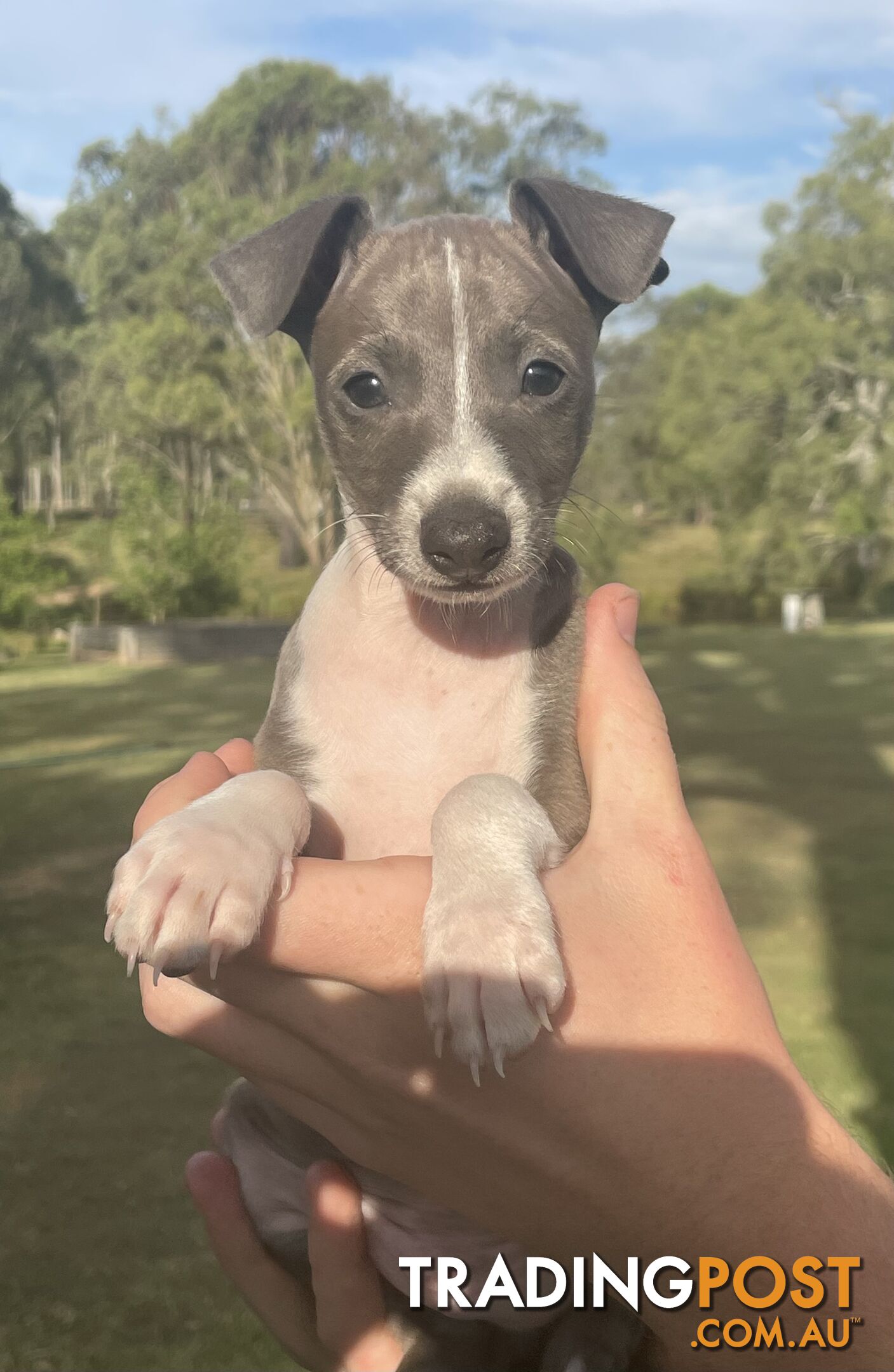 Italian Greyhound Puppies