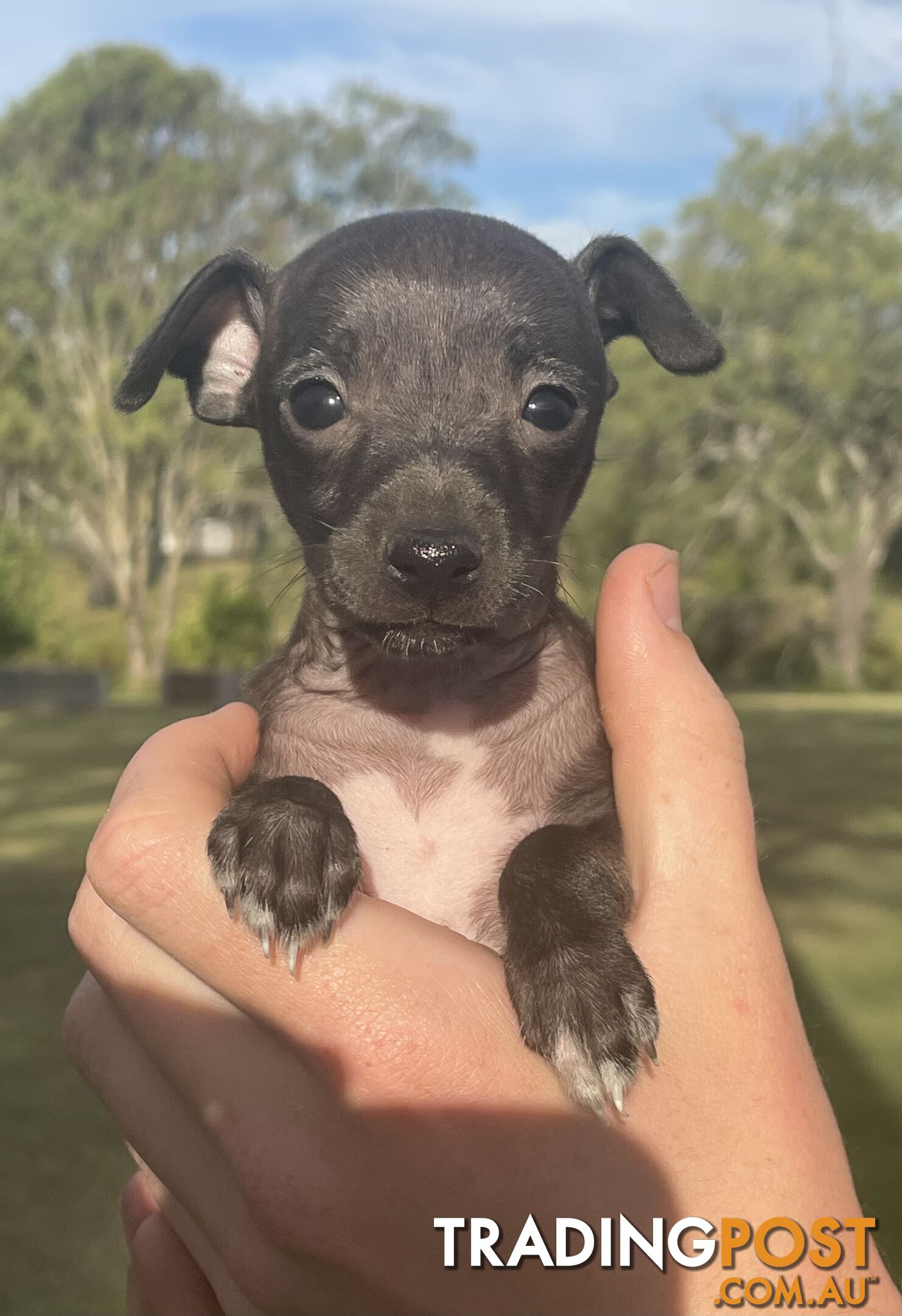 Italian Greyhound Puppies