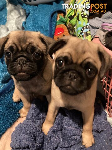 purebred Pug puppies for sale.