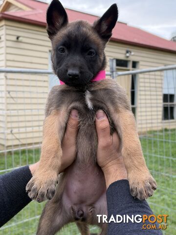 Belgian Malinois