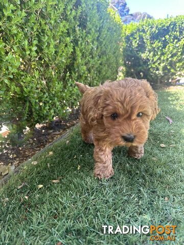 Cavoodle girl puppies