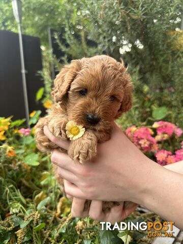 Cavoodle girl puppies