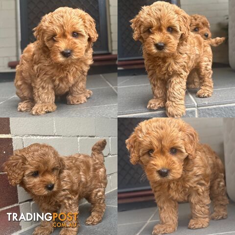 Cavoodle girl puppies