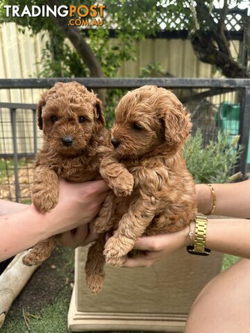 Cavoodle girl puppies