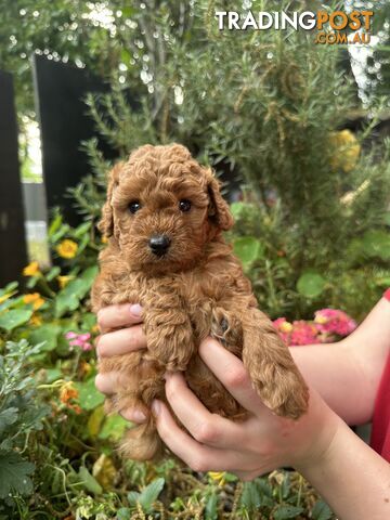 Cavoodle girl puppies