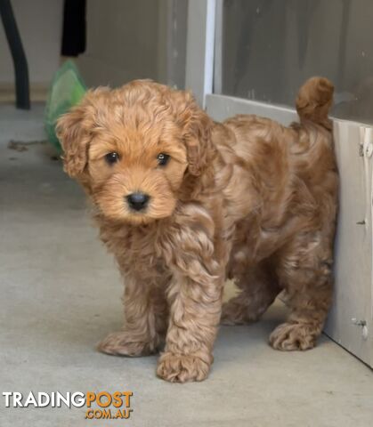 Cavoodle girl puppies