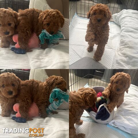 Cavoodle girl puppies