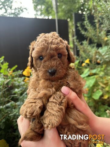 Cavoodle girl puppies