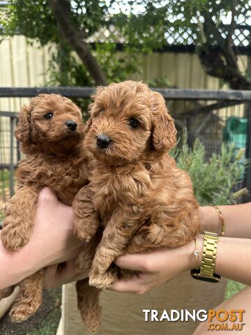 Cavoodle girl puppies