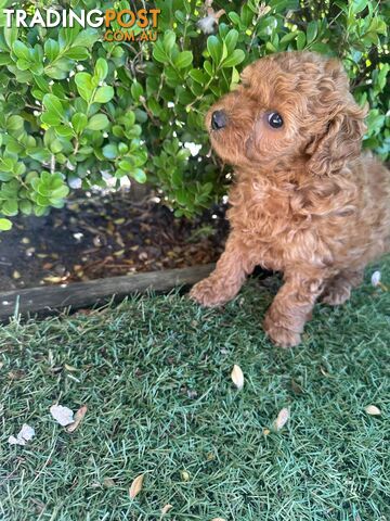 Cavoodle girl puppies