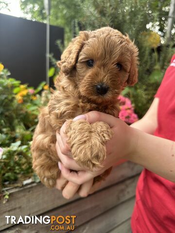 Cavoodle girl puppies