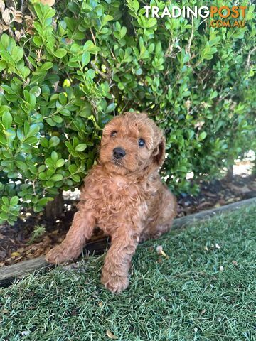 Cavoodle girl puppies