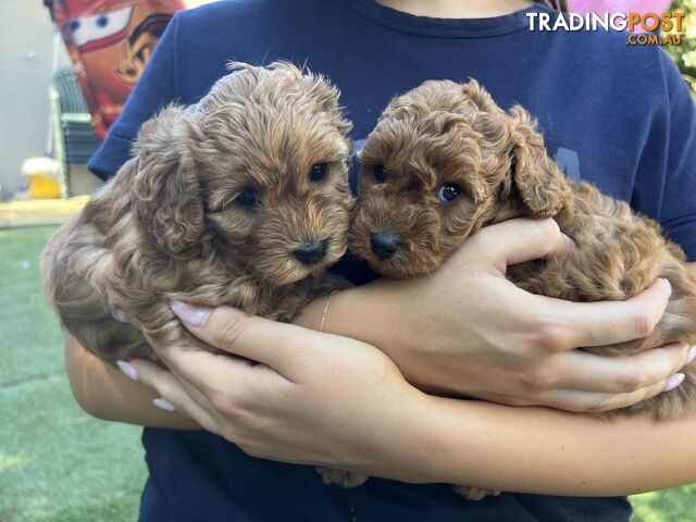 Cavoodle girl puppies