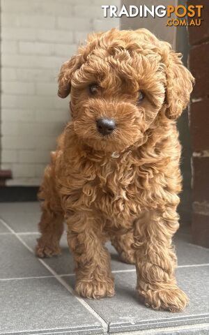 Cavoodle girl puppies