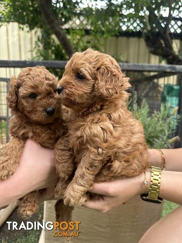 Cavoodle girl puppies