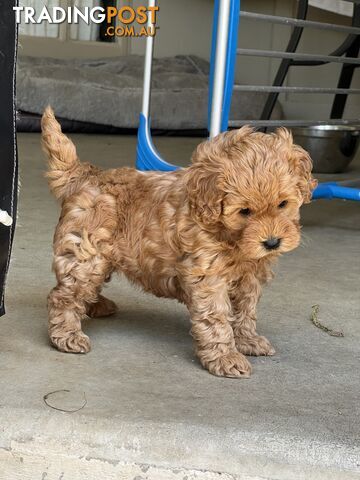 Cavoodle girl puppies