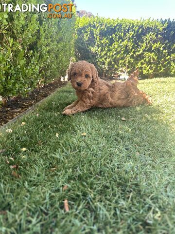 Cavoodle girl puppies